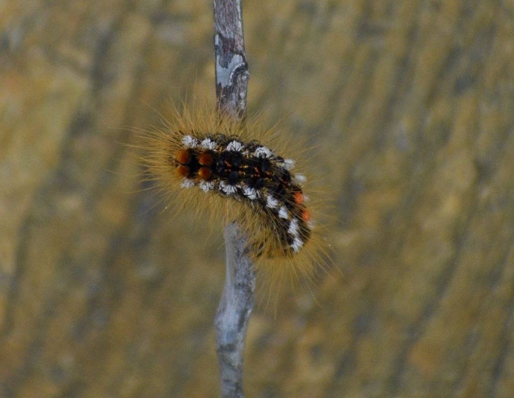 Bruco di....Euproctis chrysorrhoea (Lymantriidae)